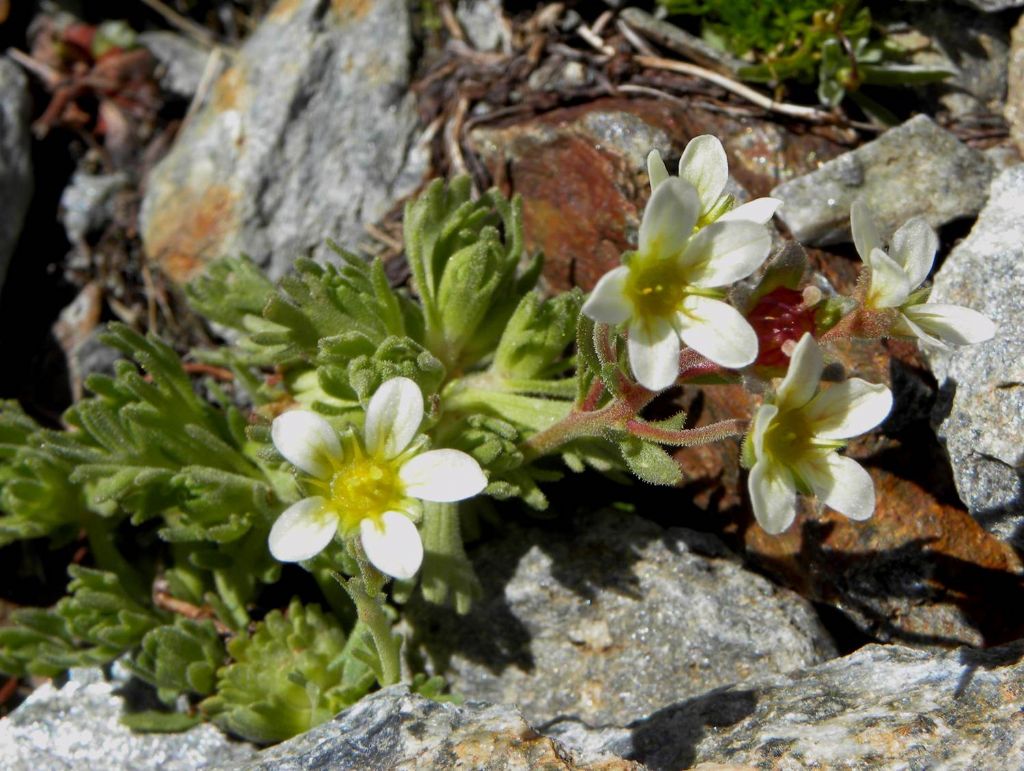 Saxifraga muscoides e Saxifraga sp.